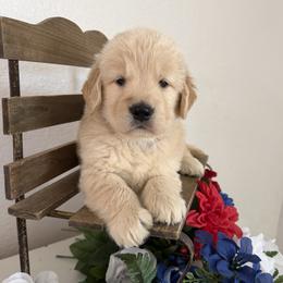 Boy 3 - male Golden Retriever puppy in Moapa, Nevada from Little Bitta Luck Farms