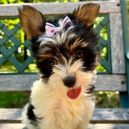 Dixie - Black tan and white female Biewer Terrier puppy in Winslow, Arkansas from Morning Glory Puppies