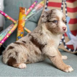 Aussiedoodles from Nola Aussiedoodles
