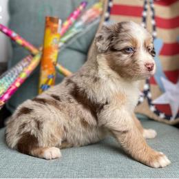 Aussiedoodles from Nola Aussiedoodles