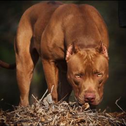 ELLIE MAY - American Bully