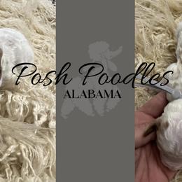 Boy 1 - Poodle puppy in Oxford, Alabama from Posh Poodles Alabama