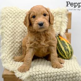 Pepper - Red  Goldendoodle puppy in Lancaster, Minnesota from North Star Dog Training