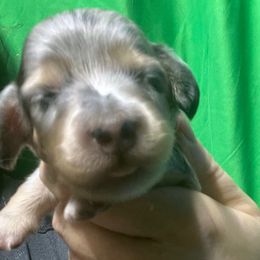 Ursula Girl 5 - Dapple female Dachshund puppy in Bigfork, Minnesota from Dachshunds Up North