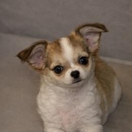 Chihuahua Puppies from Hart's Chihuahuas