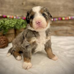 Nayvee - Blue merle female Bernedoodle puppy in Idaho from Bernese By Barzees