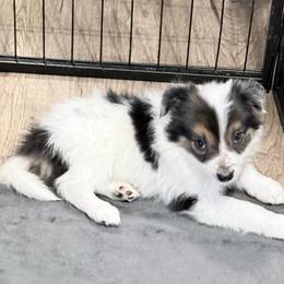 Ben - Black and white male Border Collie puppy in Guffey, Colorado from Sunset Ridge