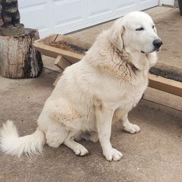 Great Danes and Great Pyrenees from Flyin' T Ranch