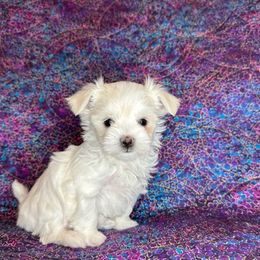 Maltese from Cozy  Maltese Puppies