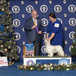 Hawk - Chinese Crested