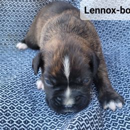 Lennox - Brindle male Boxer puppy in Cheney, Washington from Royal Dream Boxers