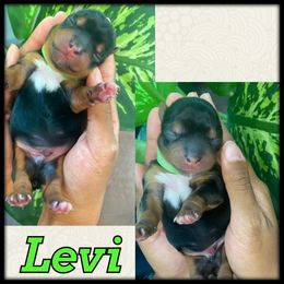 Yorkshire Terrier Puppies from Port City Yorkies LLC