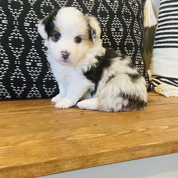 American Corgi, Companion Cross, Miniature Australian Shepherd, and Pembroke Welsh Corgi Puppies from FreckledCowgirlCorgis