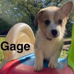Gage - Sable male Pembroke Welsh Corgi puppy in Apison, Tennessee from Ashmore Corgis