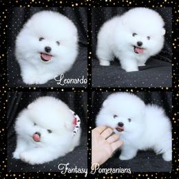 Leonardo - White male Pomeranian puppy in Anna, Texas from Fantasy Pomeranians & Fantasy Aussies