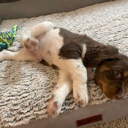 English Springer Spaniel Puppies from Timothy Naylor
