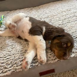 English Springer Spaniel Puppies from Timothy Naylor