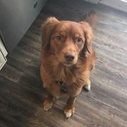 Nova Scotia Duck Tolling Retrievers from Symphony Kennel