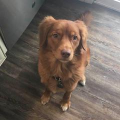 Nova Scotia Duck Tolling Retrievers from Symphony Kennel