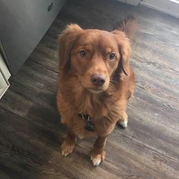 Nova Scotia Duck Tolling Retrievers from Symphony Kennel