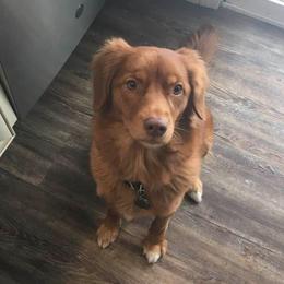 Nova Scotia Duck Tolling Retrievers from Symphony Kennel