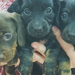 Dachshunds from Ison's Family Farm