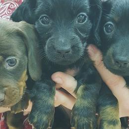 Dachshunds from Ison's Family Farm