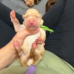 Gus Green Collar - Yellow male Labrador Retriever puppy in Elloree, South Carolina from Moonlight Kennels LLC