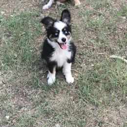 Toy Australian Shepherd All Grown Up from The Ranch of the Sun Toy Aussies