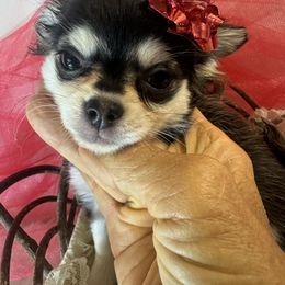 4 girl BIANCA - Blue and tan female Chihuahua puppy in Polo, Missouri from Blue Tails Farm