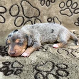 Black Dapple - Black and tan male Dachshund puppy in George West, Texas from Rockin M Kennel