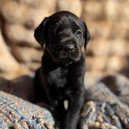 Banks - Black male Labrador Retriever puppy in Sweet Home, Oregon from Knotty Creek Labradors