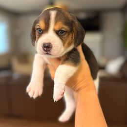 Hank - Black white and tan male Beagle puppy in Norco, California from Prairie Tail Beagles