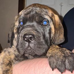 Ziggy Stardust - Brindle male Mastiff puppy in Carthage, Missouri from Mama’s Mastiffs
