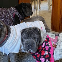 Chinese Shar-Pei from Carrie's Chinese Shar-Peis