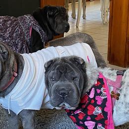 Chinese Shar-Pei from Carrie's Chinese Shar-Peis