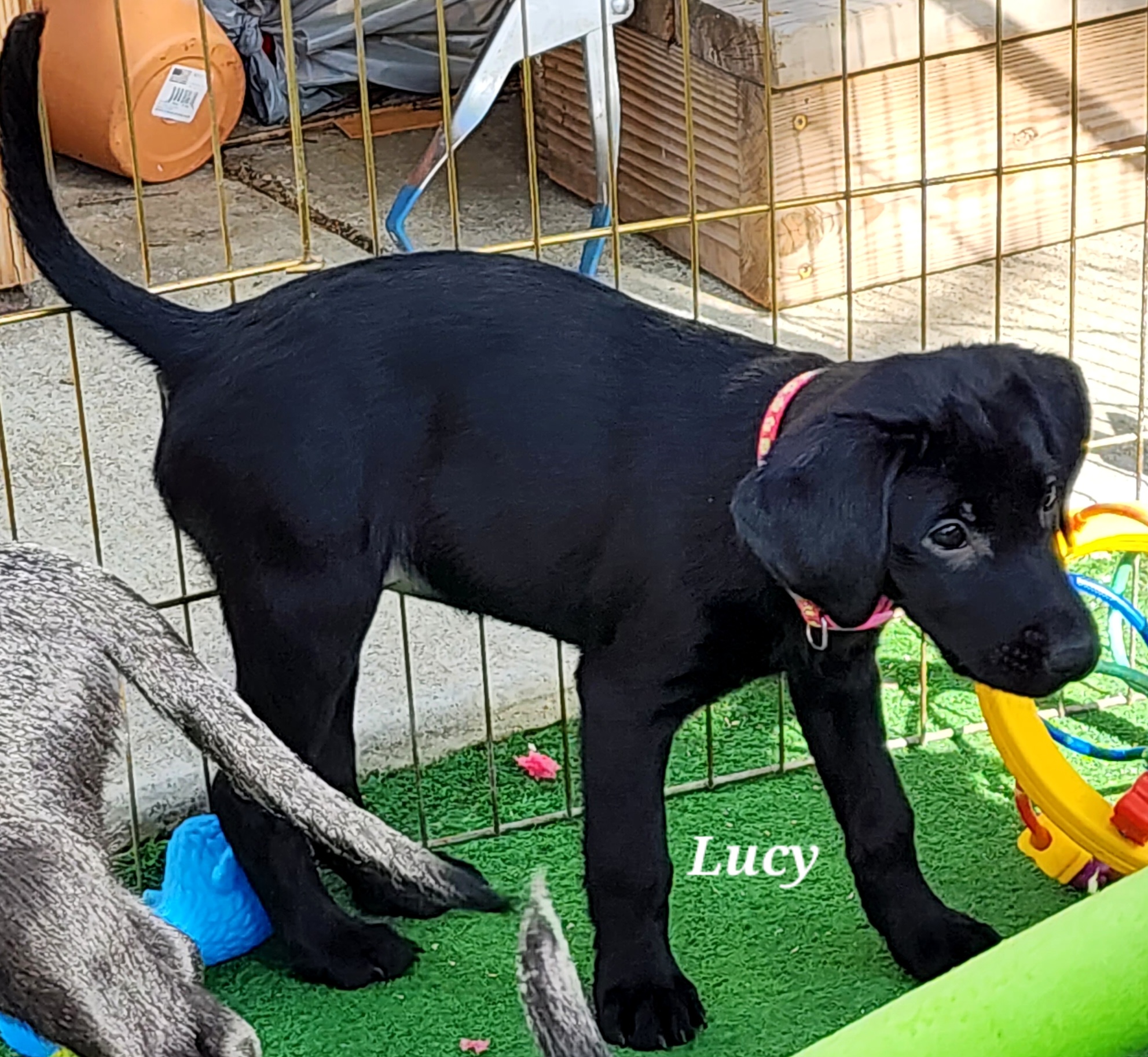 Girl 1- Lucy - Pink Collar - Black Labrador Retriever puppy in North Highlands, California from High Sierra Labrador Retrievers