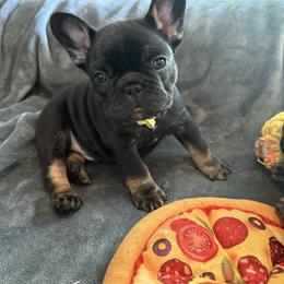 French Bulldog Puppies from Jolie Frenchies