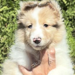 Sunny - Sable merle and white female Shetland Sheepdog puppy in Oakley, California from SquiresShelties