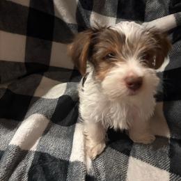 Snickers - Parti male Yorkshire Terrier puppy in Black Canyon City, Arizona from Sweet Hart Yorkies