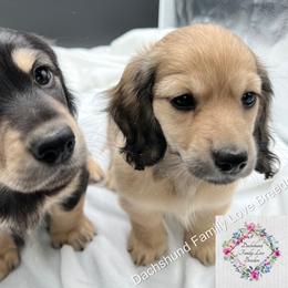 Dachshund Puppies from Dachshund Family Love Breeders