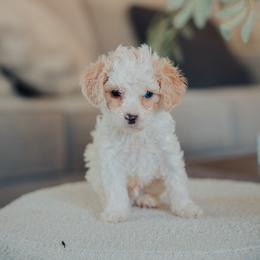 Teal Boy - Cream male Cavapoo puppy in Mckinney, Texas from Doodles of North Tx