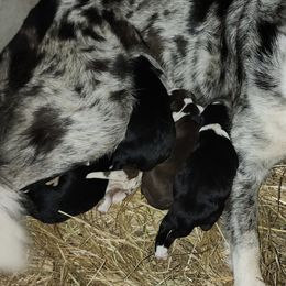 Border Collie Puppies from BC Dogs at the Rodgers