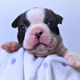 Baby Gunner - Black brindle and white male Boston Terrier puppy in Kingsport, Tennessee from Sleepwalker Bostons