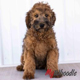Everette - Wheaten male Whoodle puppy in Utah from My Whoodle