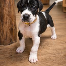 Puppy 2 - Mantle male Great Dane puppy in Ocala, Florida from Oak Haven Great Danes