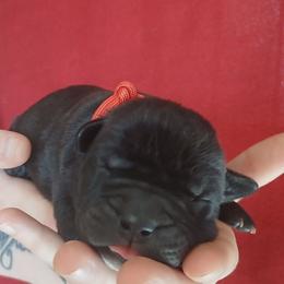 Red collar - Black male Cane Corso puppy in Los Lunas, New Mexico from Top Gun Kennels NM
