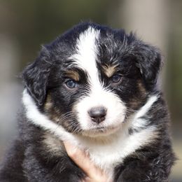 Chill - Black tri-color male Australian Shepherd puppy in Springville, Alabama from Cross Creek Aussies