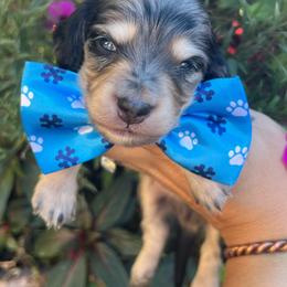 Black and cream dapple boy - Dapple male Dachshund puppy in Payette, Idaho from NT Mini Doxies