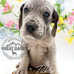 Pickles - Merle female Great Dane puppy in Sac City, Iowa from Northern Great Danes of Colorado & Iowa
